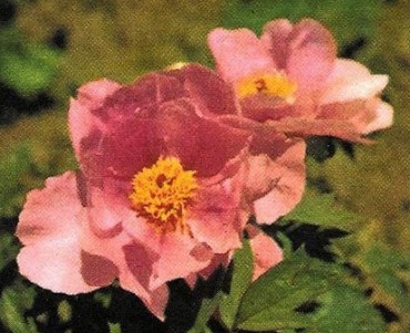 Image Reinette (01)
