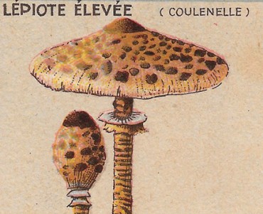 Images Blécao (11)