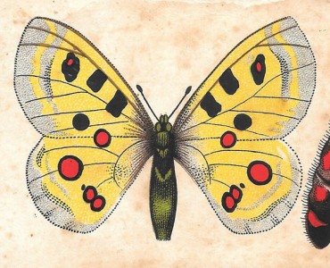Image Tisane des Chartreux de Durbon (02)