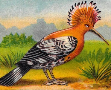 Images La Primitiva Indiana