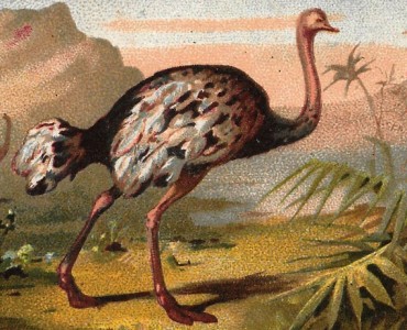 Images neutres (009)