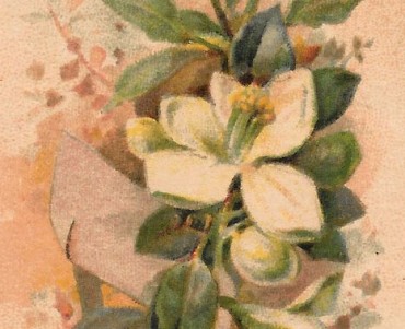 Image neutre (060)
