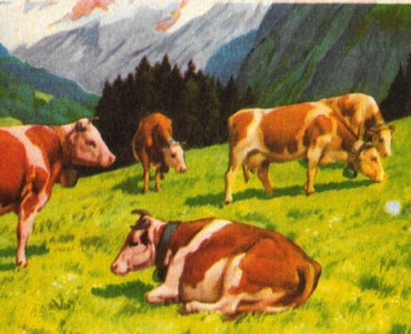 Buvard Vogavo