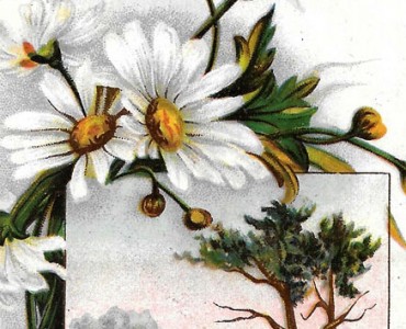 Images Poulain (174)