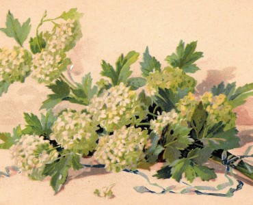 Carte Postale A la Belle Jardinière, C Bériot (14)