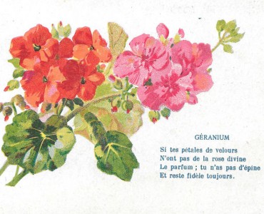 Cartes Postales A la Belle Jardinière, C Bériot (15)