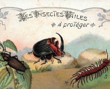 Images Tisane des Pères Célestins