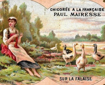 Image Chicorée A la Française (01)