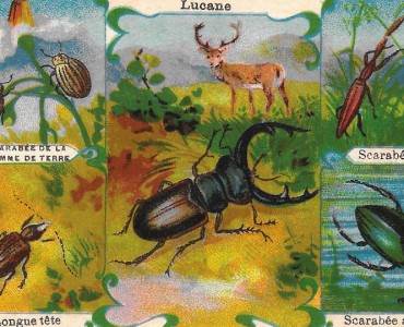 Image A La Ménagère (13)