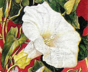 Images WD & HO Wills (02)