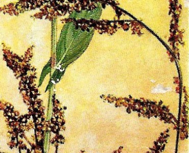 Images WD & HO Wills (03)