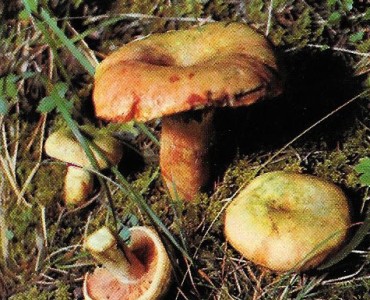Images St Luc (31)