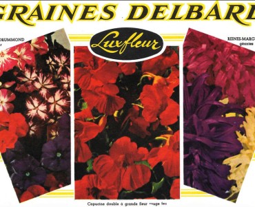 Buvard Graines Delbard (02)
