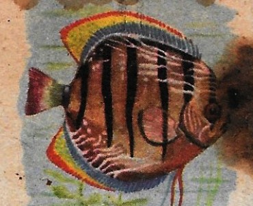 Boites d'allumettes Fosforera Espagnola (04)