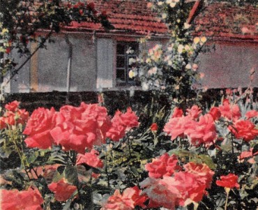 Buvard Reinette (01)