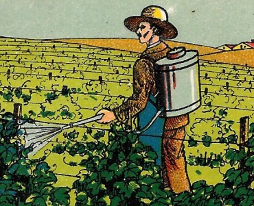 Images Tisane des Chartreux de Durbon (05)