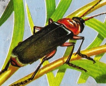 Images Régime Boisseau (05)