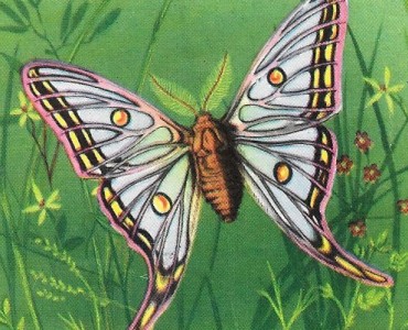 Images Cibon (16)