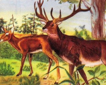 Images Cibon (18)