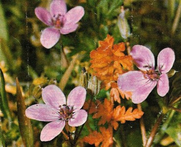 Images Poulain (077)