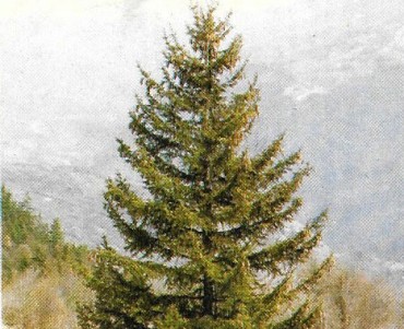 Images Poulain (088)