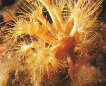 Images Poulain (089)