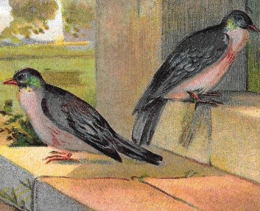 Images A La Ménagère (18)